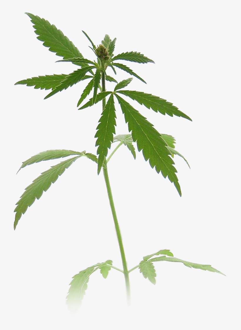 Supported By More Than 30 Years Of Documented Large-scale - Marijuana Plant Pill Box, transparent png download