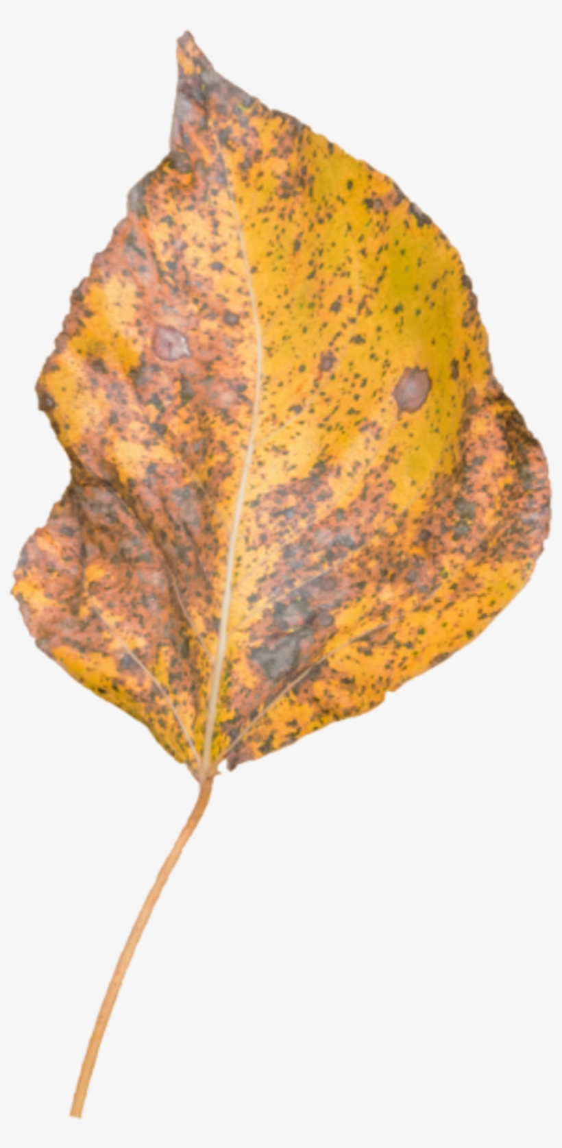 Leaf Fall - Autumn, transparent png download