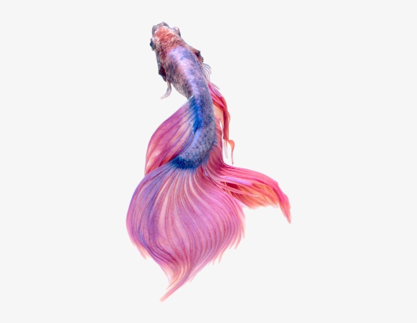 Japanese Fish - Todo O Mundo É Um Genio Einstein, transparent png download