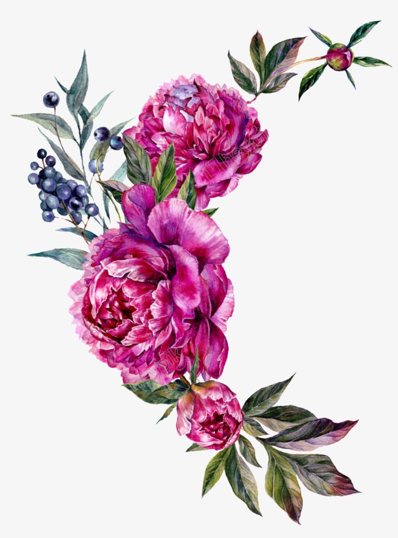 Peony Vector Free - Bouquet, transparent png download