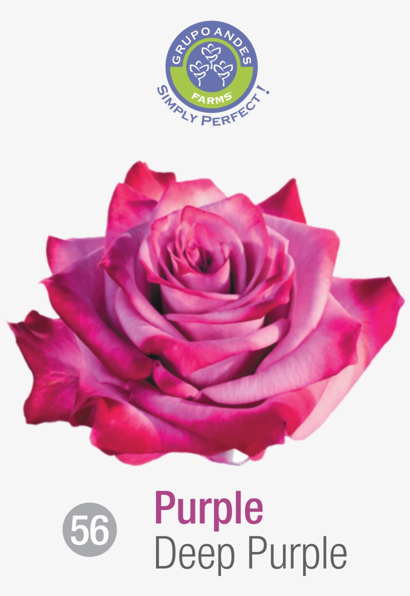 Rosa Variedad Deep Purple, transparent png download