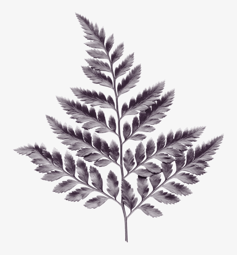 Фото, Автор Mircliparta На Яндекс - Pond Pine, transparent png download