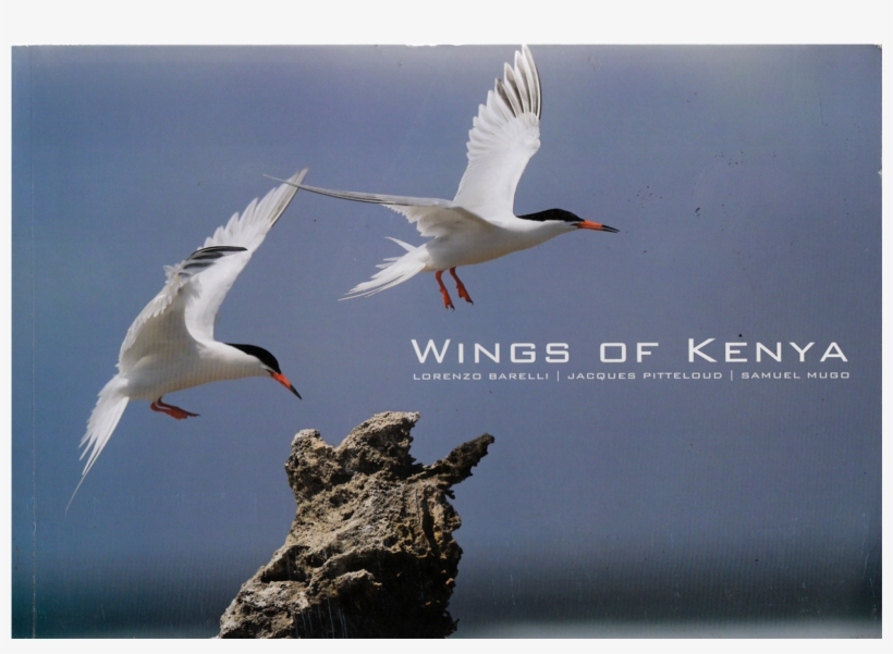 Gull, transparent png download