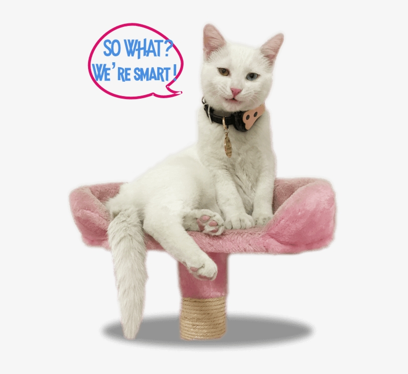 Months Old - - Khao Manee, transparent png download