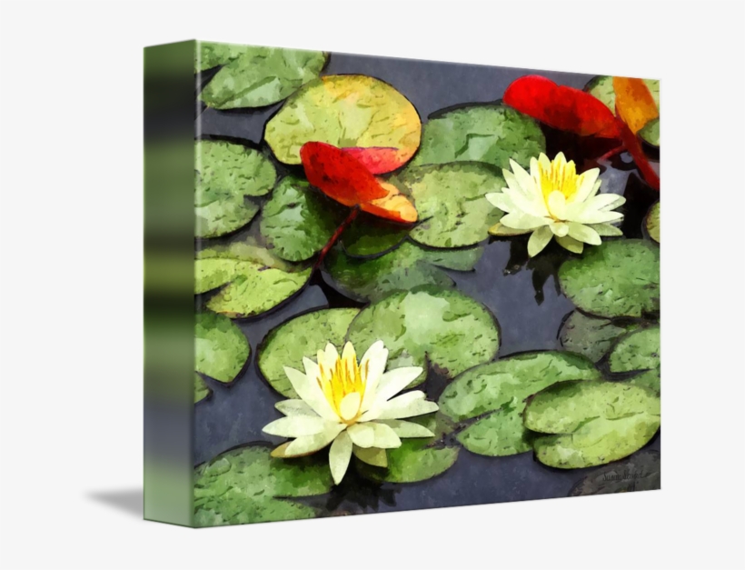 Sacred Lotus, transparent png download