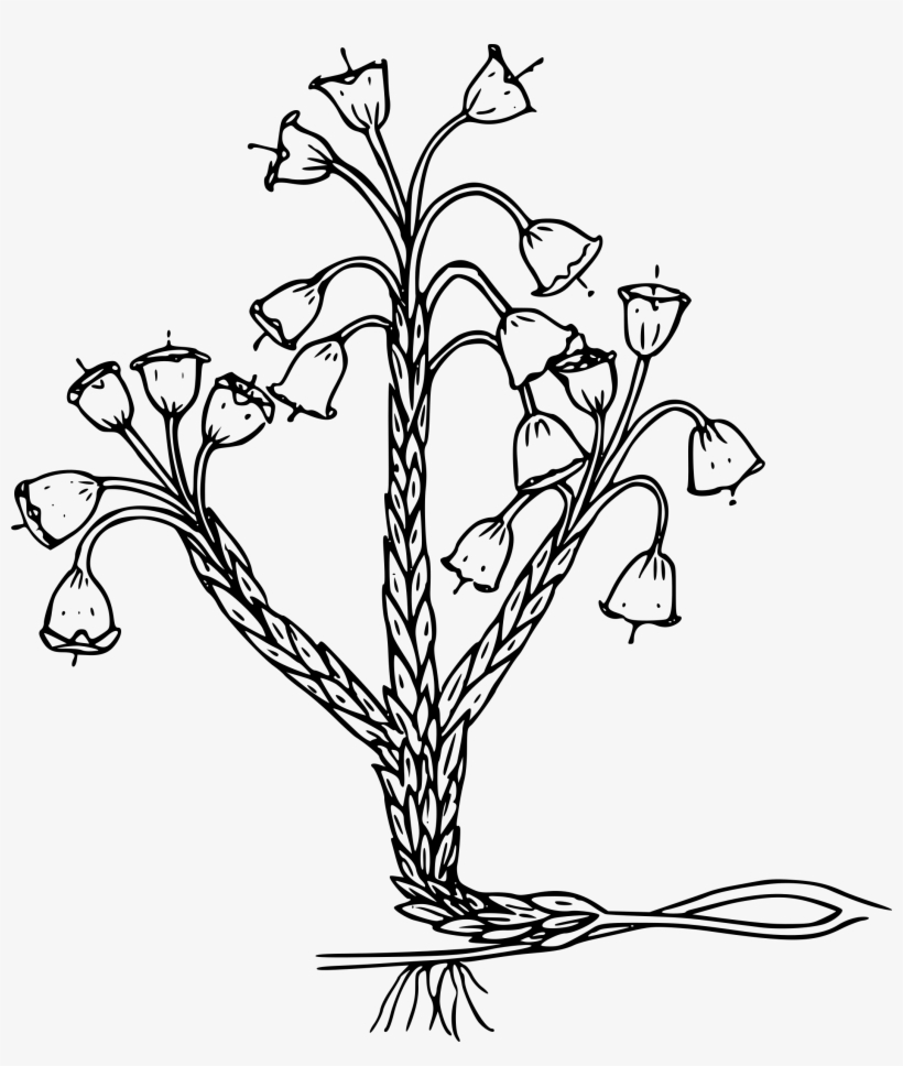 This Free Icons Png Design Of Merten's Mountain Lily, transparent png download