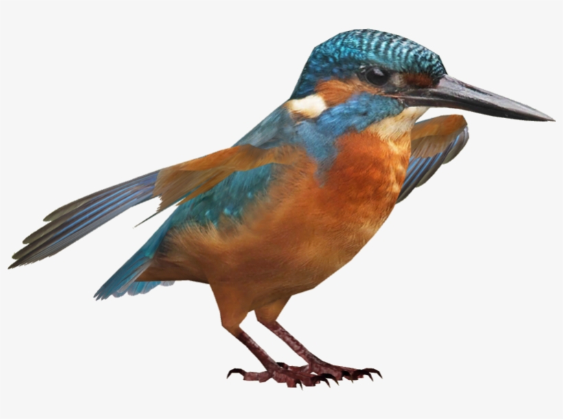 Kingfisher Png Hd - Coraciiformes, transparent png download