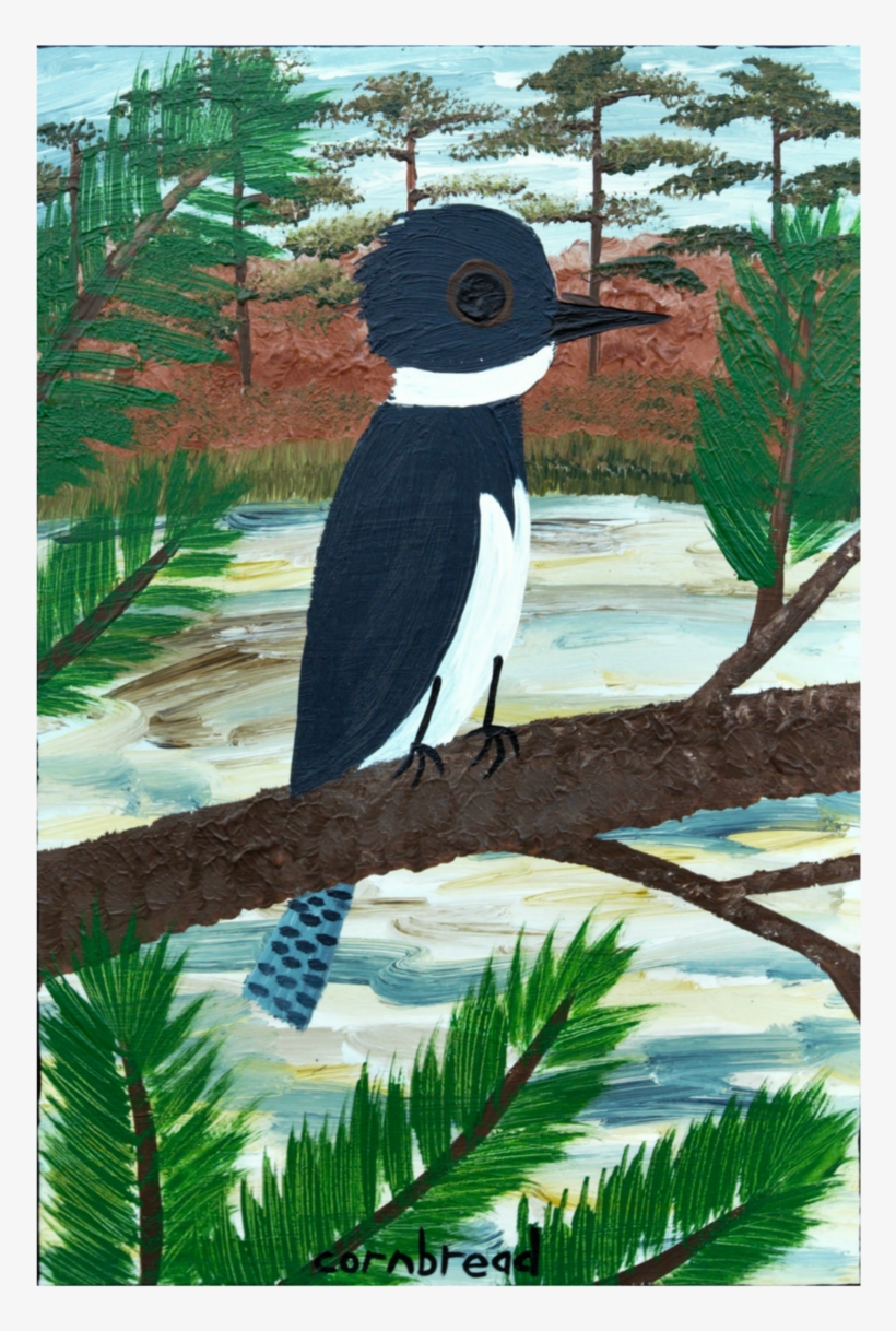 "belted Kingfisher On A Pine" Around Back At Rocky's - Piciformes, transparent png download
