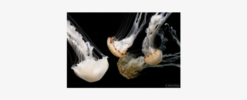 Medusa Malaysian Sea Nettle Medusa In Vendita - Jellyfish, transparent png download