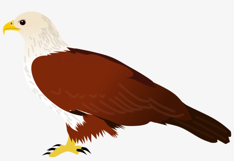 File - Brahminy Kite - Svg - Bald Eagle, transparent png download