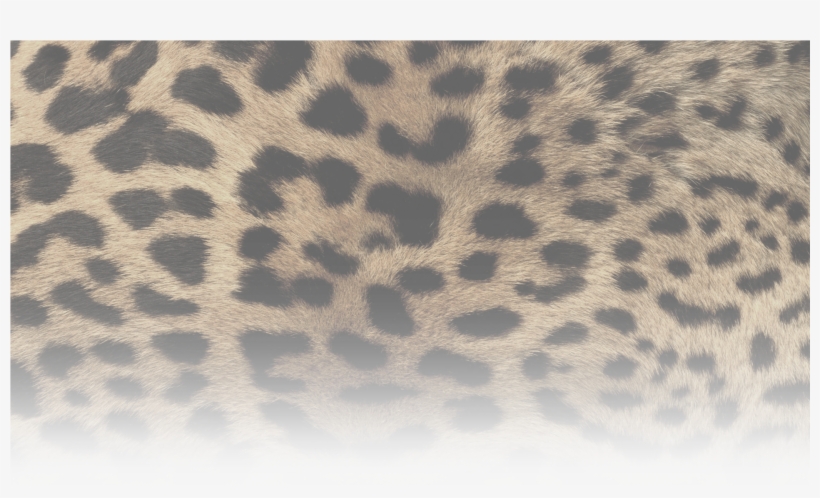Leopardprint-645371 - Animal Print, transparent png download
