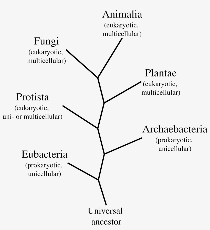 Life Six Kingdoms - Mobility Of 6 Kingdoms, transparent png download