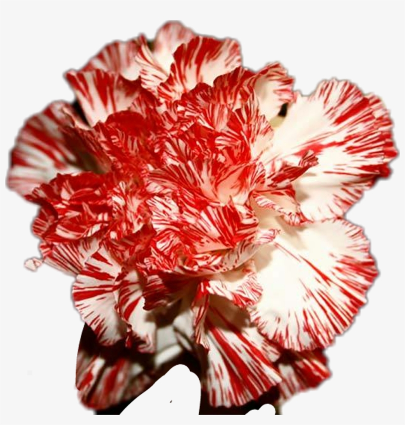 Striped Carnation, transparent png download