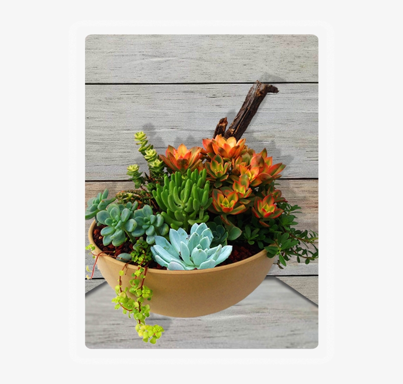 Succulent Garden - Succulent Png, transparent png download