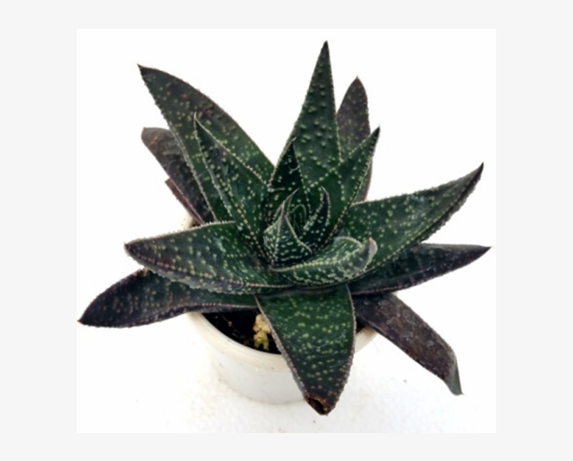 Gasteria Zambezi Succulent Plant - Gasteria Zambezi, transparent png download