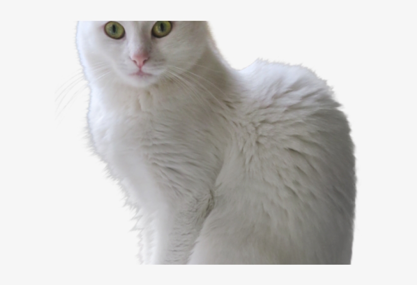 Kittens Clipart Transparent Background - Turkish Angora Transparent Background, transparent png download