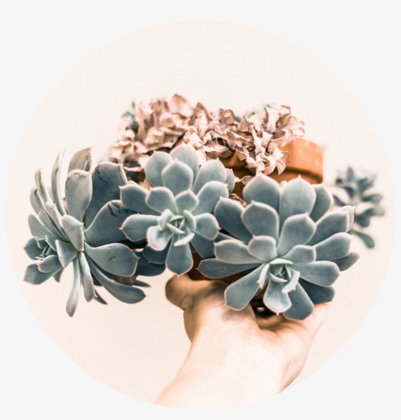Succulentswedding - Succulent Plant, transparent png download