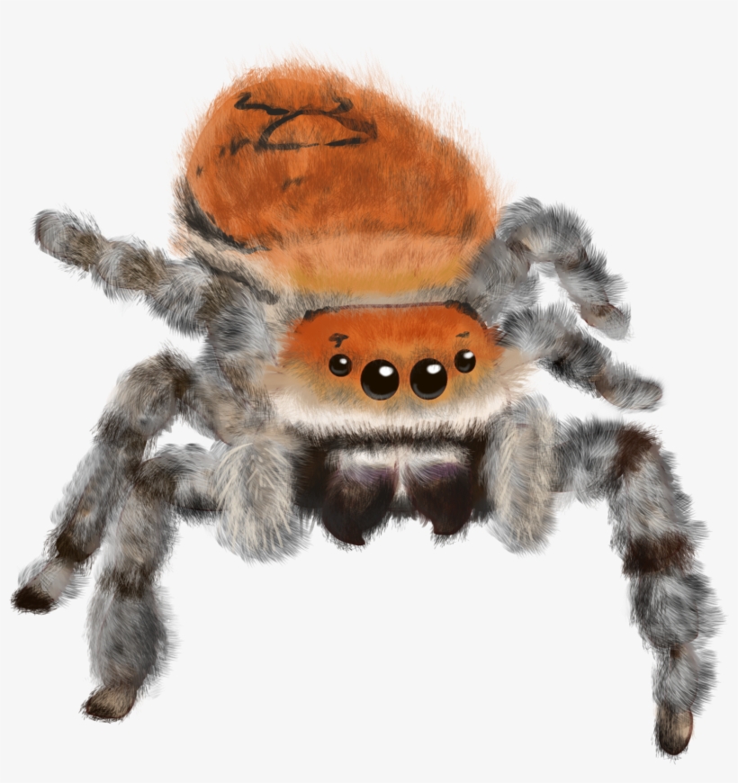 Bugs - - Tarantula, transparent png download