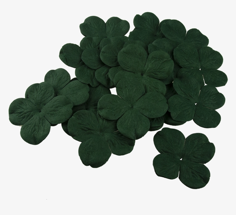 50 Fern Green Hydrangea Blooms - Wood Sorrel Family, transparent png download