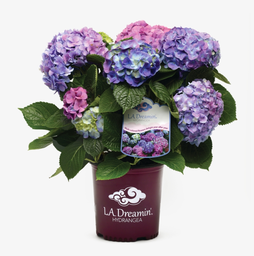 With A Spectacular Show Of Pink, Blue, And Everything - La Dreamin Hydrangea, transparent png download