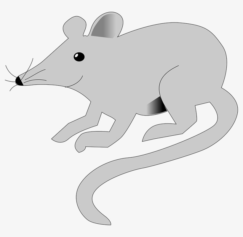 Mice Clipart Gray Mouse - Muroids, transparent png download
