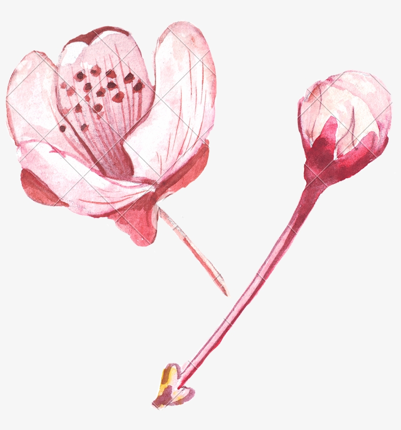 Pink Flower Drawing - Lily, transparent png download