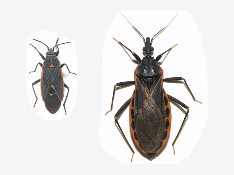 Kissing Bug Png Hd - Boisea Trivittata, transparent png download