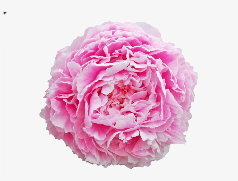 Peony, transparent png download