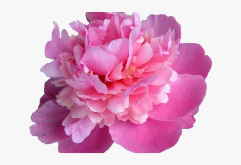 Indiana's State Flower, transparent png download