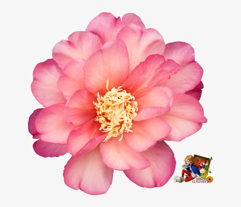 Peony - Peony Julia Rose, transparent png download