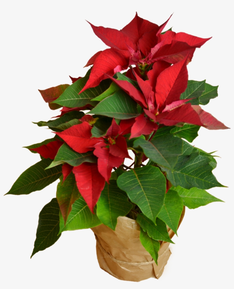 Poinsettia Flower Shop Studio Flores - Poinsettia, transparent png download