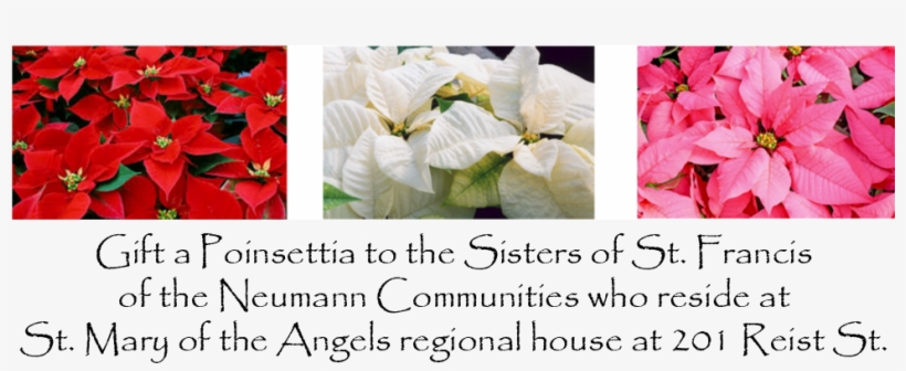 Home - - Poinsettia, transparent png download