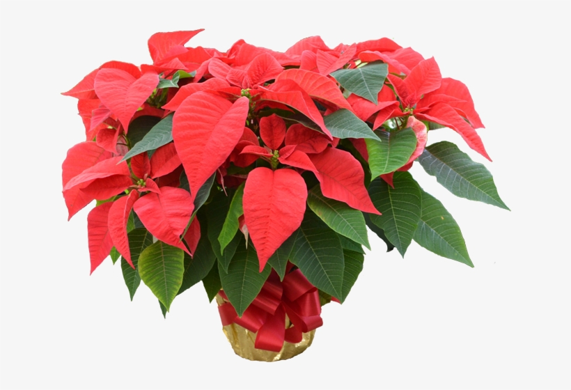 Poinsettia, transparent png download