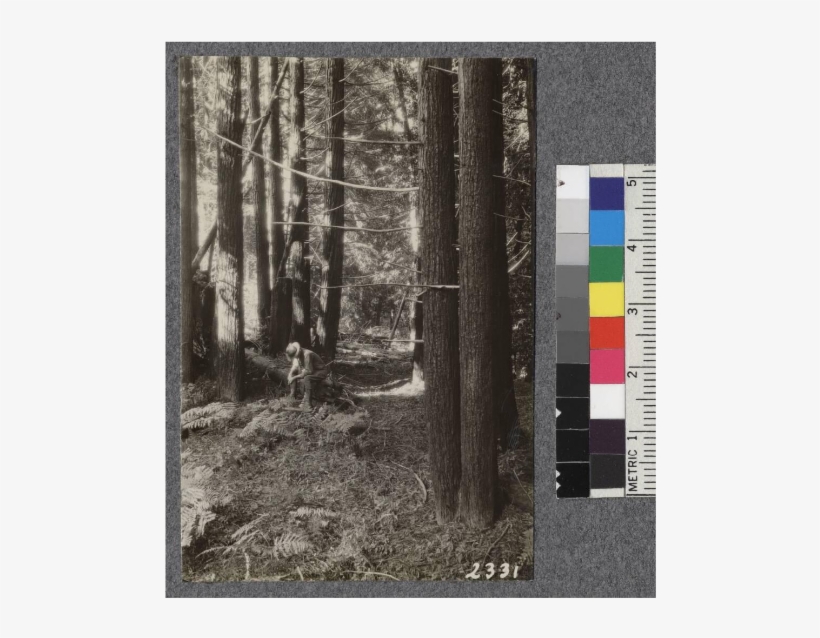 North Fork Of Gualala - Grove, transparent png download