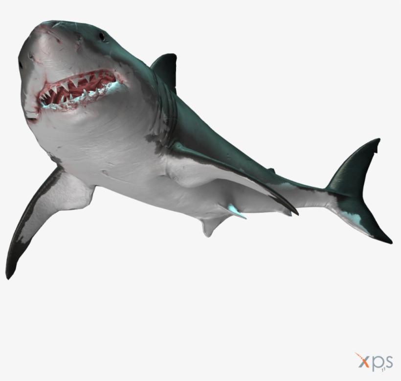 Great White Shark, transparent png download