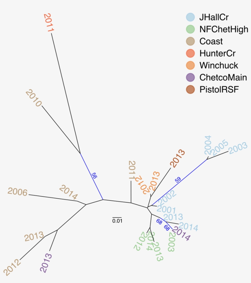 Neighbor Joining Tree Based On Nei's Distance Of The - Diagram, transparent png download