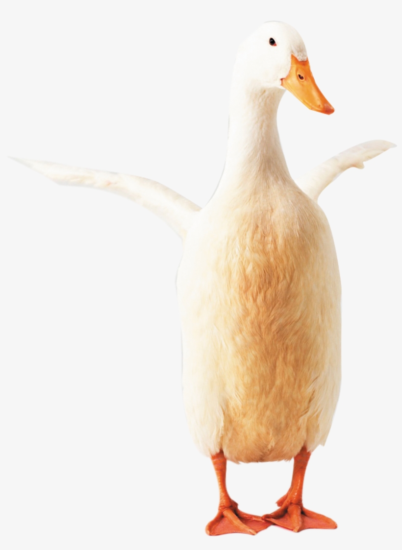 Goose Clipart Transparent - Duck, transparent png download