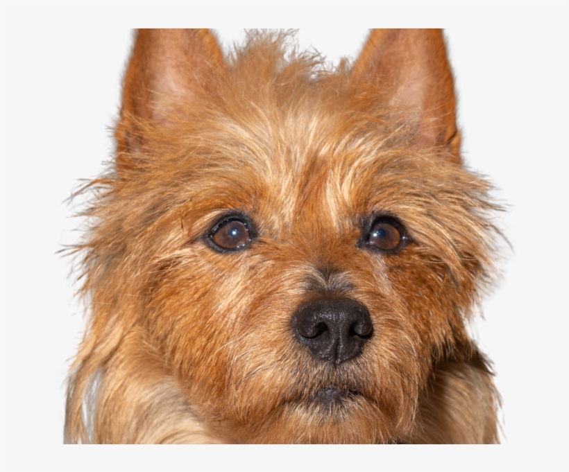 800 X 600 1 - Australian Terrier, transparent png download