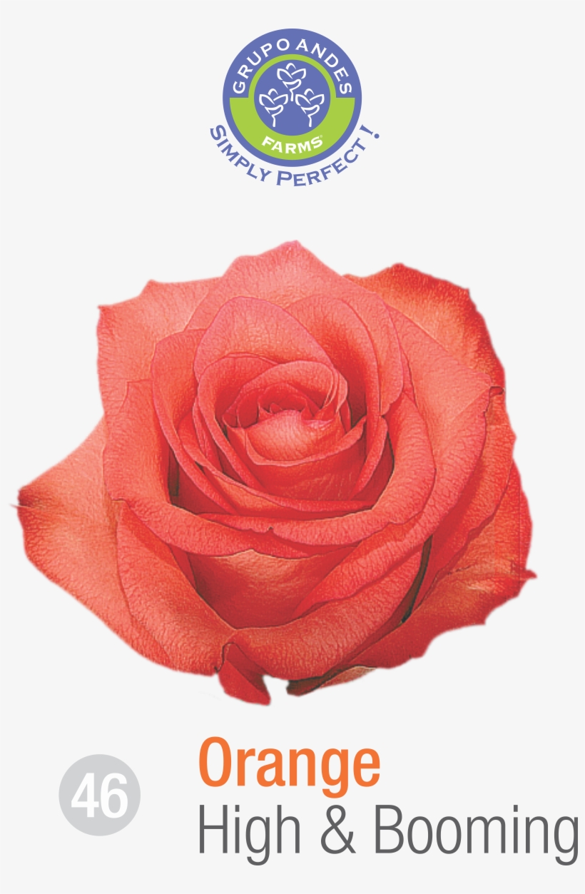 Rosa Variedad High Booming Grupo Andes Farms - Variedad De Rosa Salma, transparent png download
