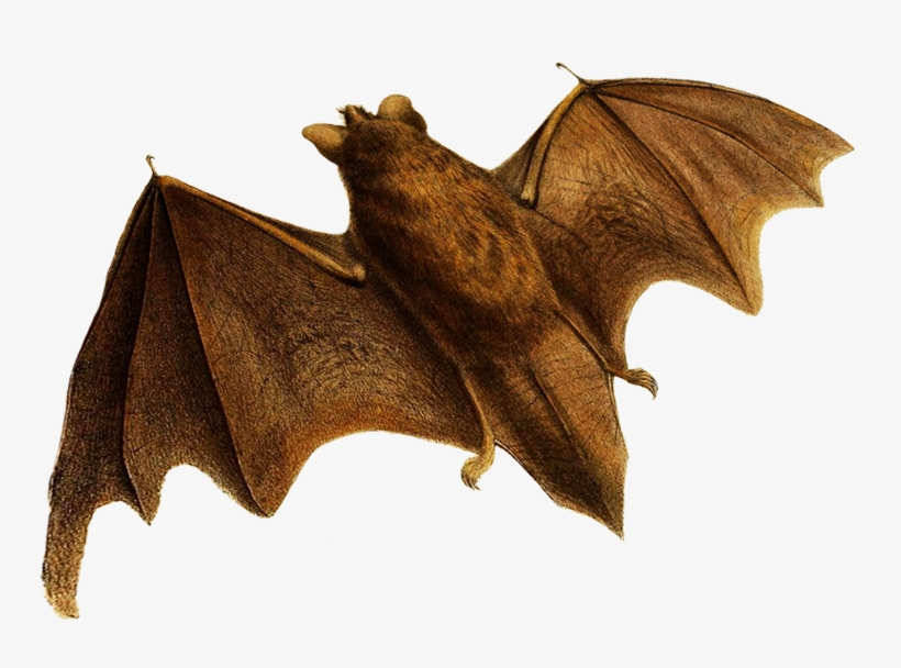 Flying Bat Clipart - Little Brown Myotis, transparent png download