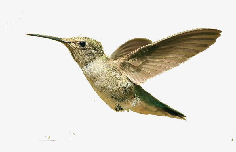 Hummingbird Png, Download Png Image With Transparent - Small Bird Flying Png, transparent png download