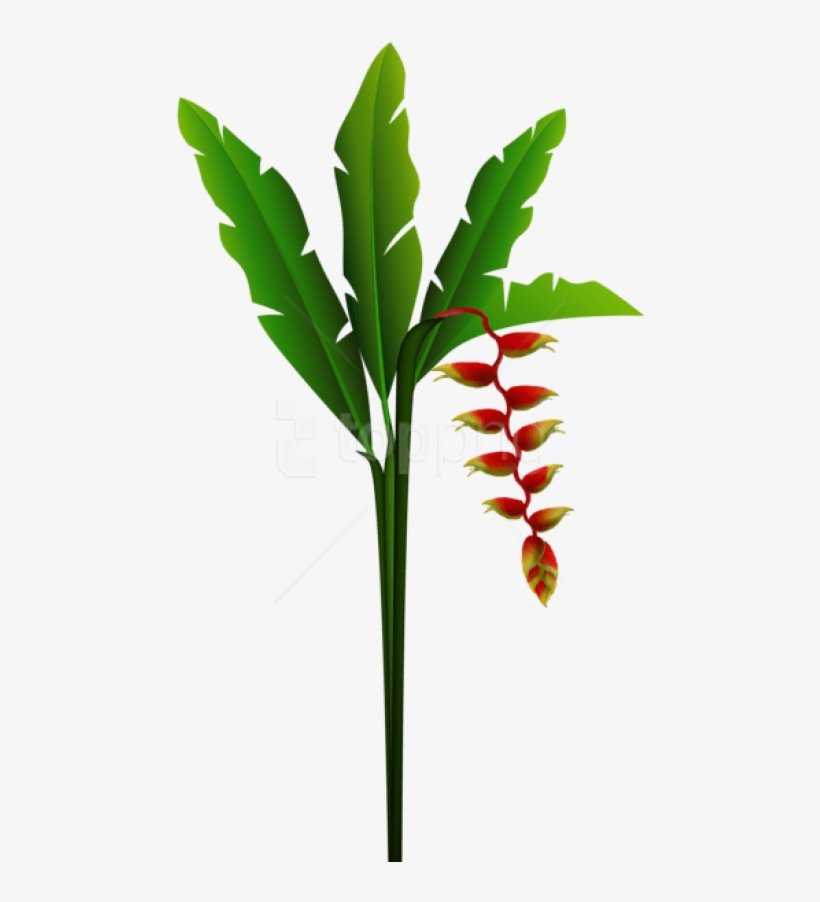 Free Png Download Exotic Red Tropical Flower Png Images - Transparent Tropical Flowers, transparent png download