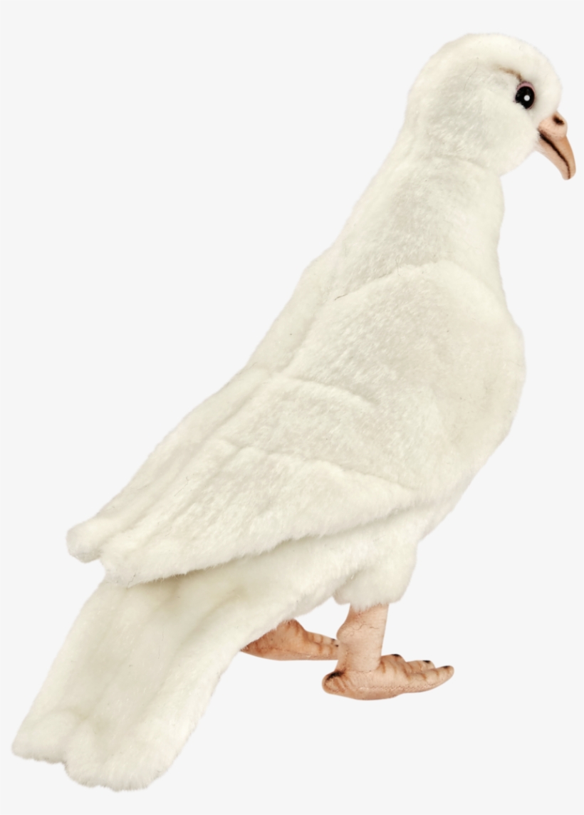 White Dove Png - Rock Dove, transparent png download