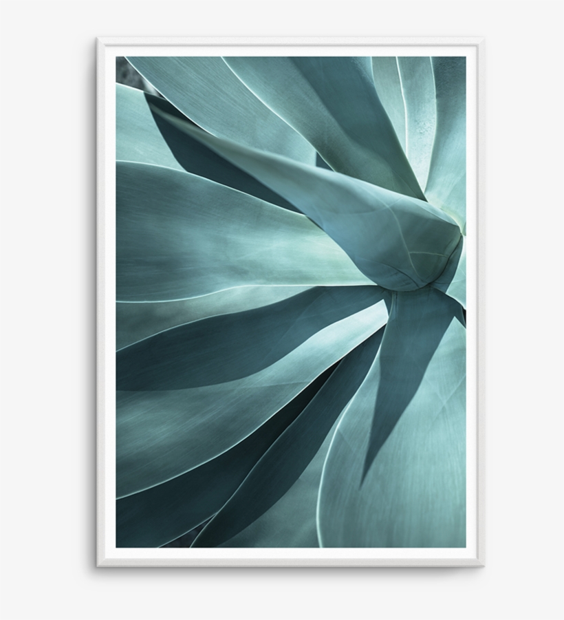 Agave I - Agave, transparent png download
