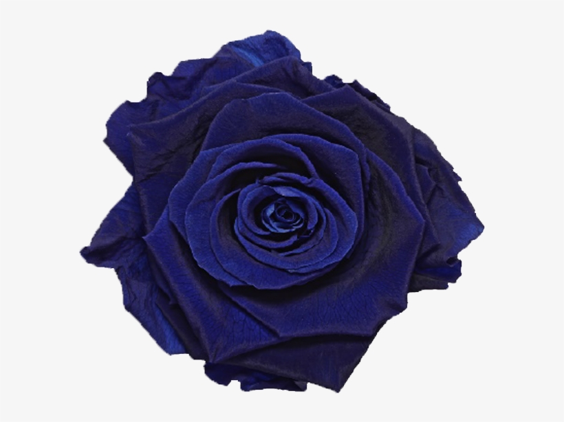 Single Rose Marble Box - Floribunda, transparent png download