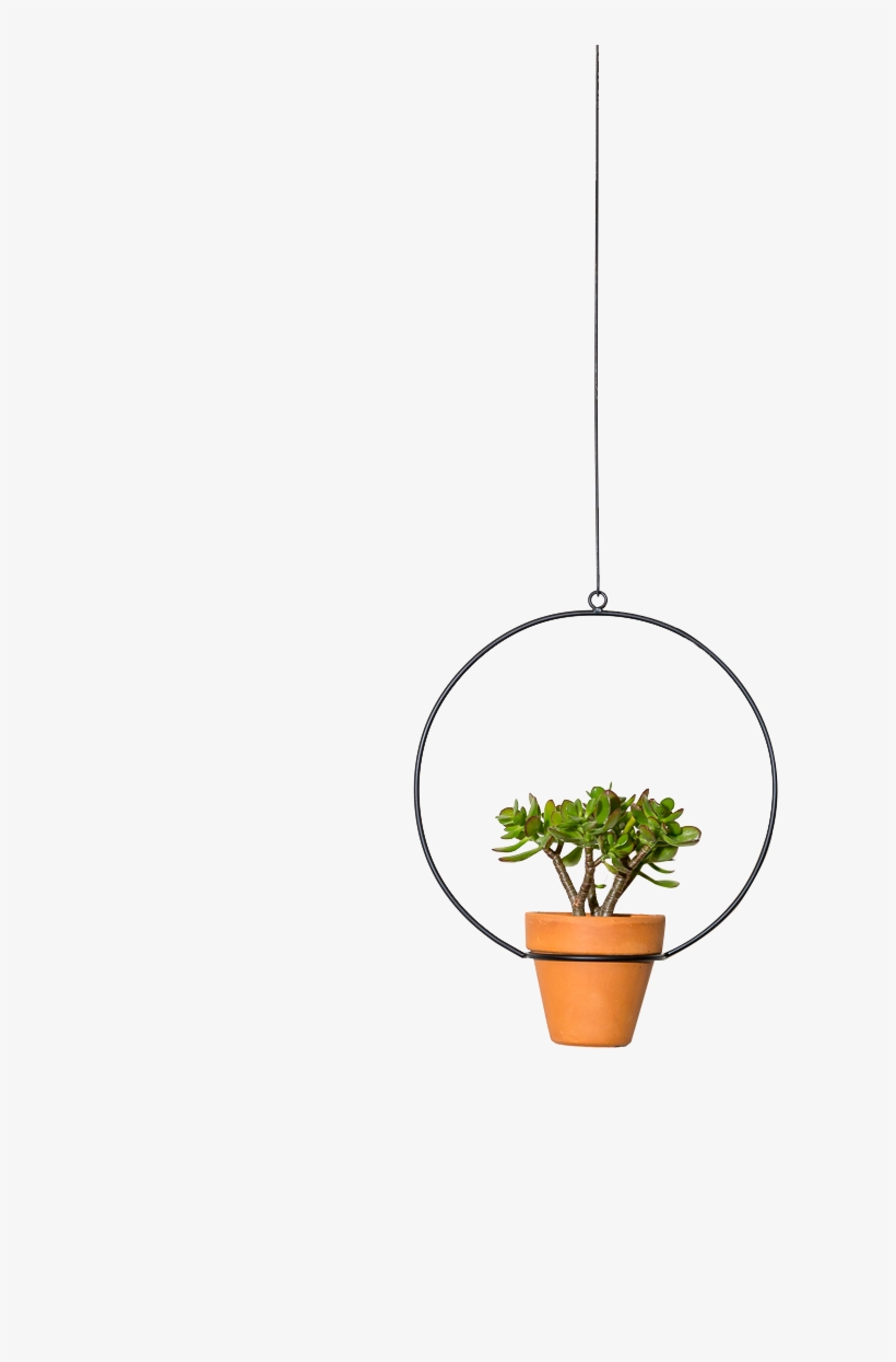 Hanging Circle Planter 10" - Houseplant, transparent png download