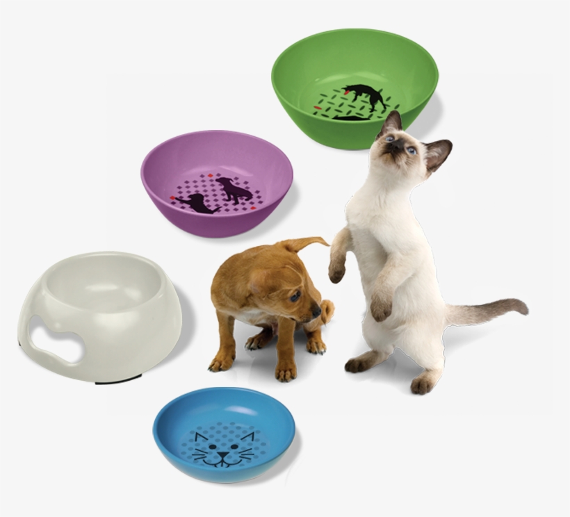 Learn More - Siamese, transparent png download