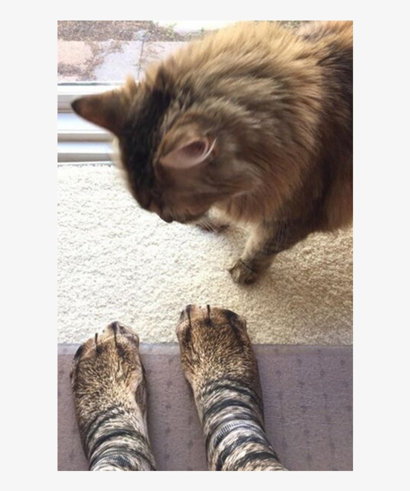 Custom Javascript / Html - Animal Paw Crew Socks, transparent png download