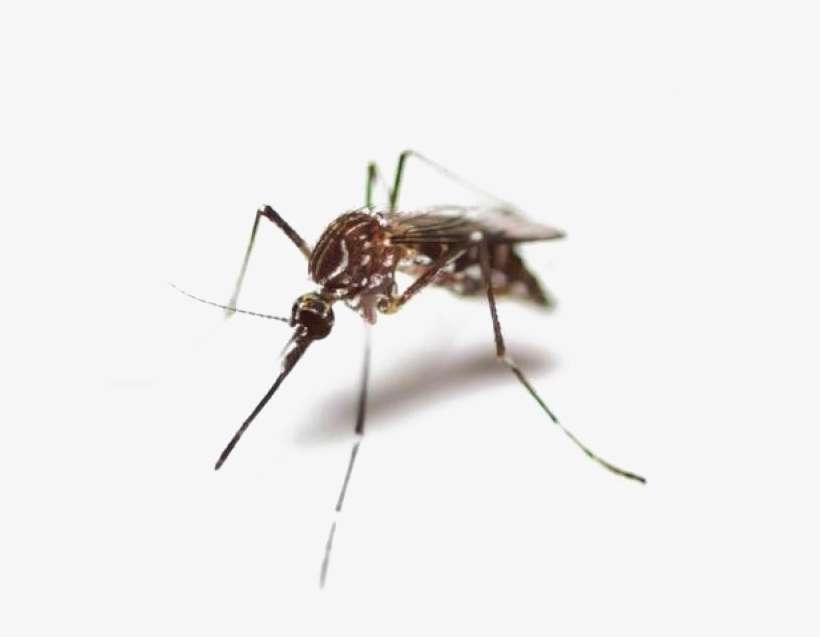 Mosquito Png High Quality Image Mosquito Png Transparent Png 1100x772 Free Download On Nicepng