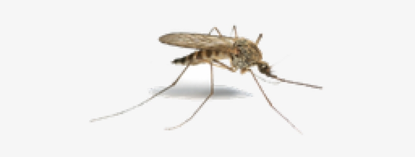 Sudden Death Mosquito, transparent png download